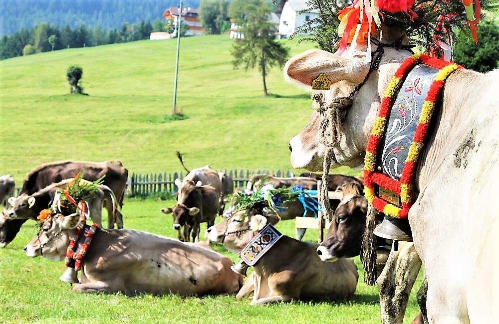 Almabtrieb Meransen - Südtirol - Konzerte - Musikreise