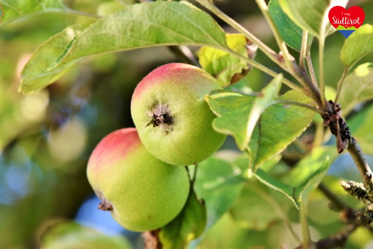 Apfel_apple-3524113_1920