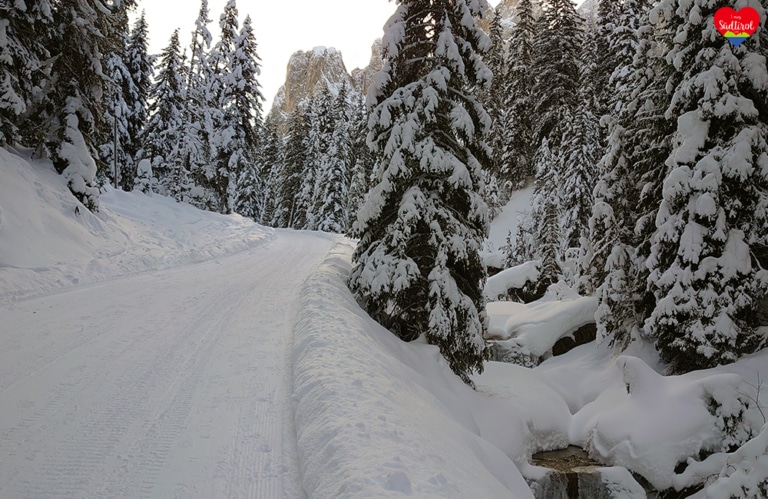 Wintertour zur Gampenalm - herrlicher Winterwald