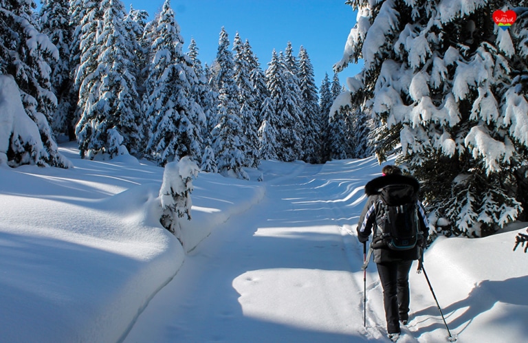 Winterwanderung auf der Rodeneckeralm - herrlicher Winterwald