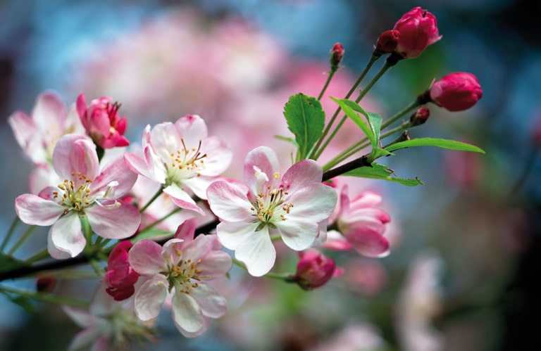 Apfelblüte in Südtirol