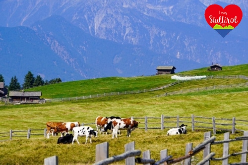 Wander- oder E-Biketour zur Rastnerhütte