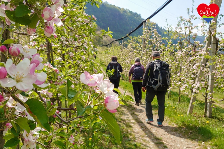 Weg durch Apfelanlagen